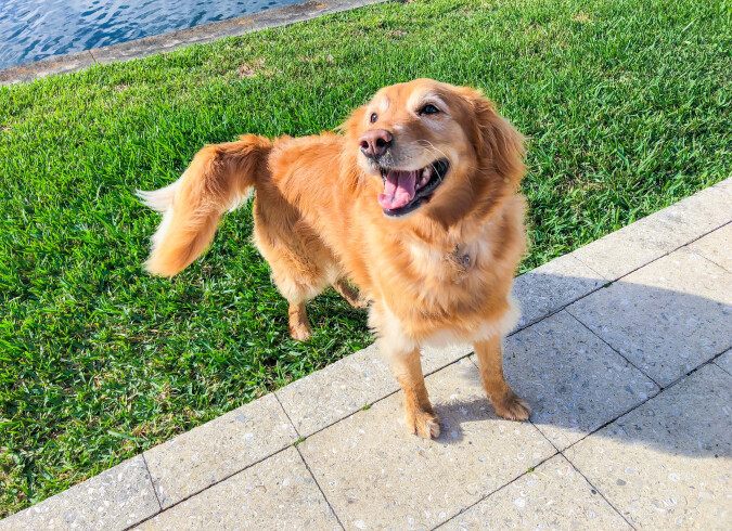 Plantation Gardens - Plantation, FL - Golden Retriever